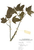藏品(槭樹科)的圖片